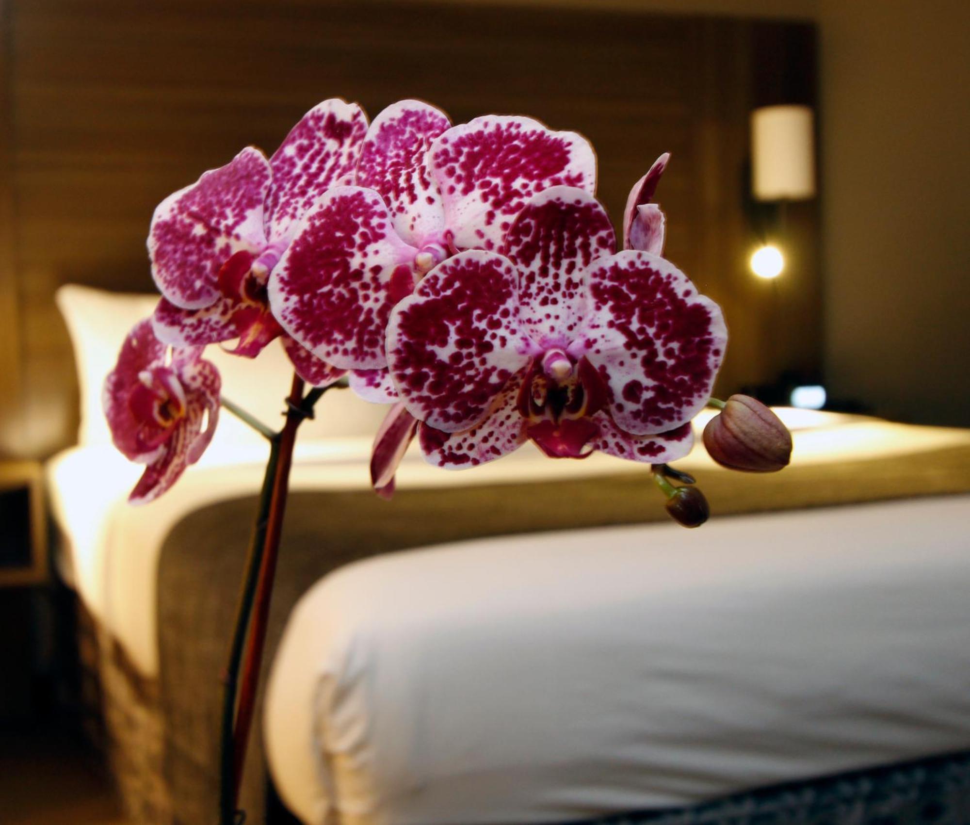 Executive Inn & Suites Oakland Rom bilde